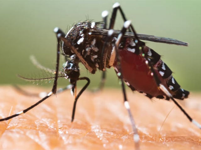 Half of the world's population is at risk of mosquito-borne diseases