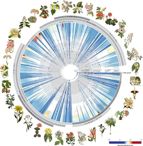 With the help of more than 1 billion letters of the genetic code of plants, scientists have achieved an incredible feat