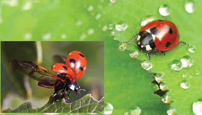 A study of the evolutionary journey of insects A study of the evolutionary journey of insects