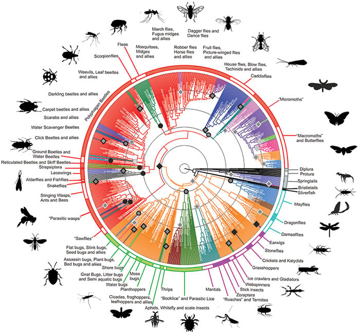 A study of the evolutionary journey of insects