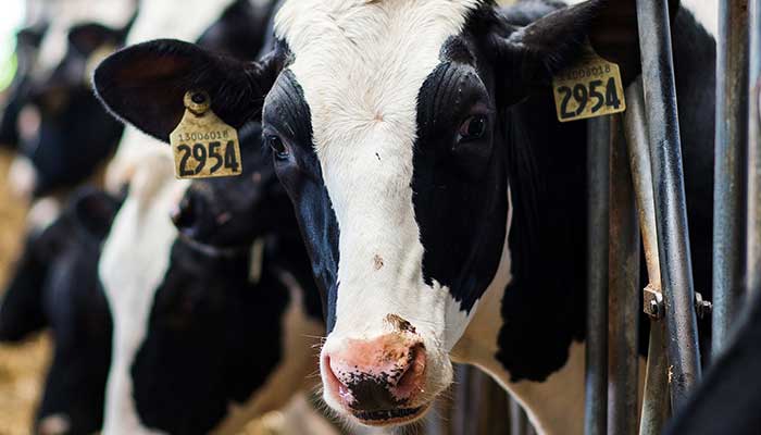 First human case of bird flu from livestock has been reported First human case of bird flu from livestock has been reported