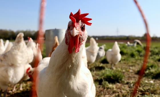 No sign yet of H5N1 bird flu spreading between humans, says WHO chief