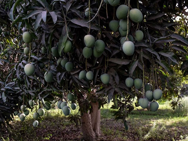 Disease spread in mango orchards in Sindh