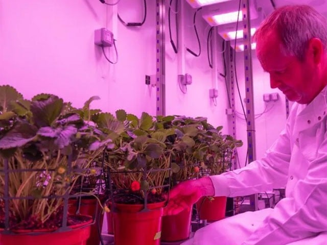 Laboratory set up to grow weather resistant plants (Photo: University of Essex)