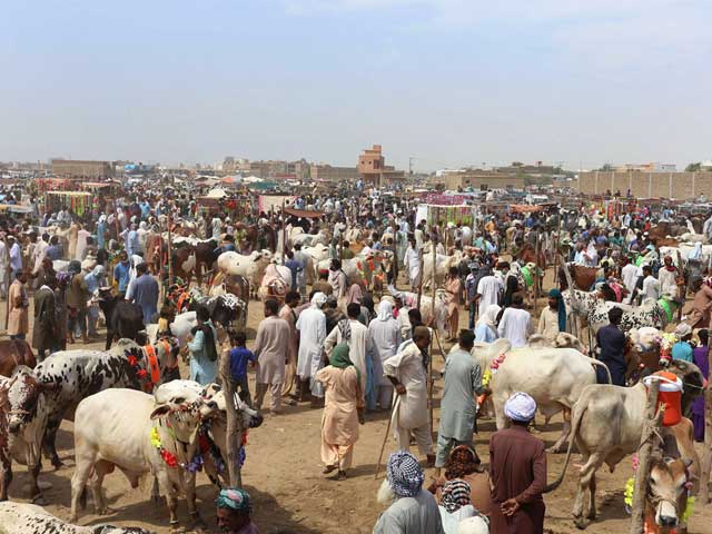 Karachi: Disclosure of corruption of one and a half to two billion rupees in the name of cattle fee