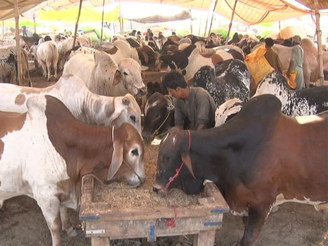 On Eid-ul-Adha, Karachi's biggest cattle city, Abad, buyers are absent Photo: Express News