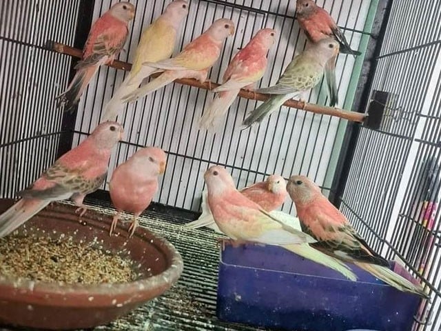 Pets and birds need special attention in extreme heat Photo: Express News