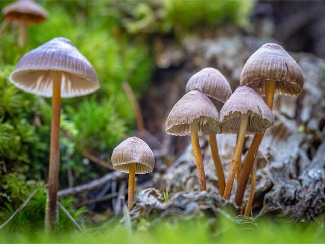 Magic mushroom useful for depression