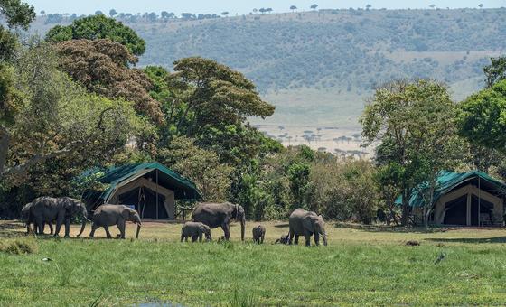 ‘Untold harm to nature’ from wildlife trafficking, warns UN crime agency