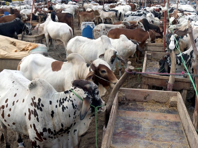 Notification for setting up cattle markets in 22 places in Karachi