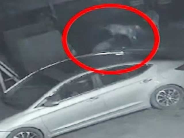 Four goats worth 8 lakhs were taken hostage by robbers in Lahore Photo screen grab