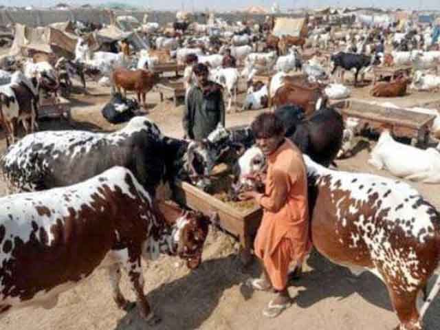 Crackdown on illegal cattle markets established in Karachi