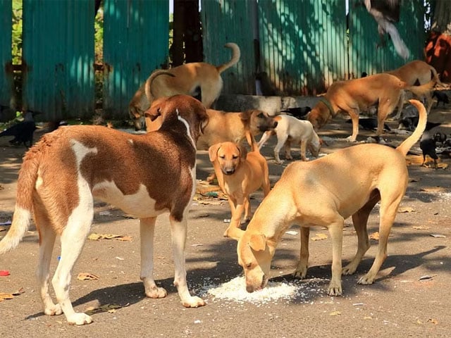 A bloodthirsty dog ​​mauled an infant in Karachi