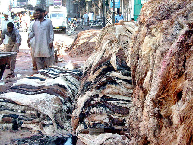 The Sindh Home Department has issued rules and regulations for collecting sacrificial skins