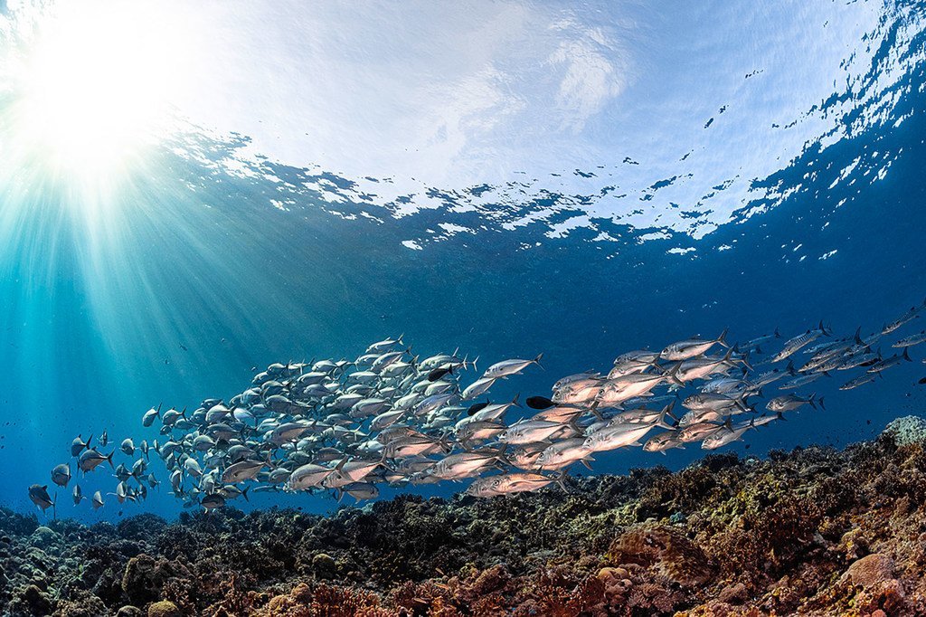 A school of Trevally fish in the Solomon Islands.