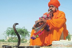 World Snake Day: Pakistan’s Misunderstood Wildlife Creature
