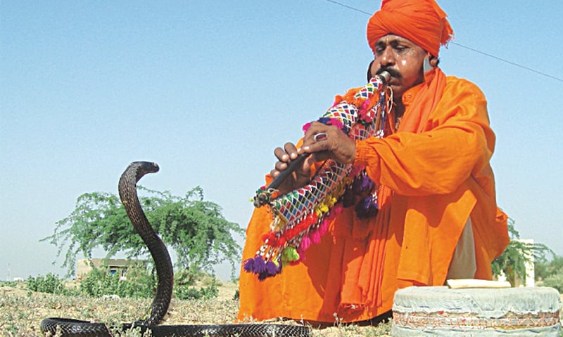 World Snake Day: Pakistan’s Misunderstood Wildlife Creature