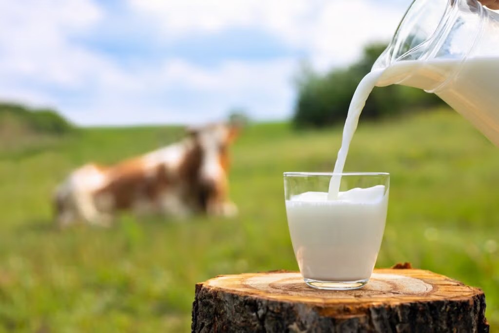 Pure Milk vs Fake Milk - Learn to Identify Difference ! 4 Pure Milk vs Fake Milk - How to Identify Difference at Home?